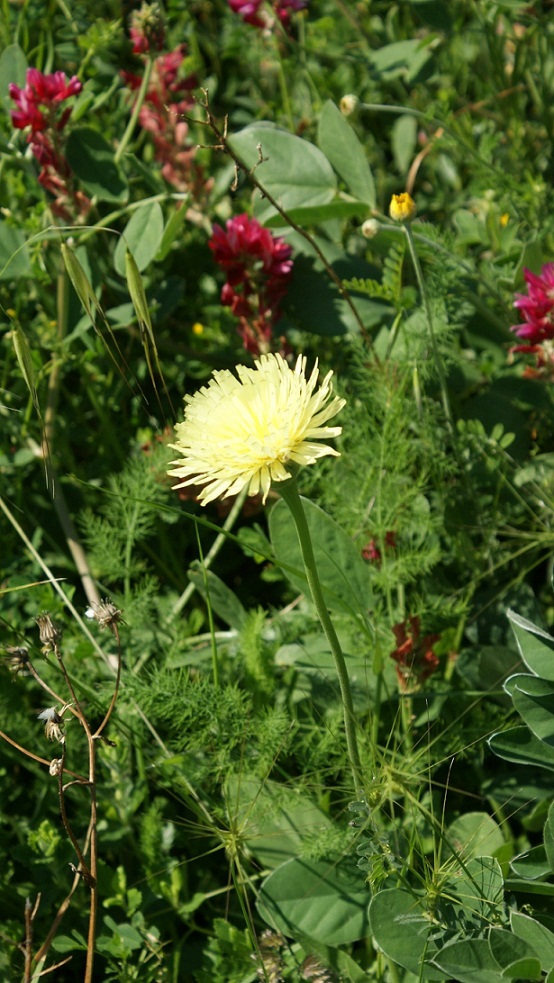 fiore giallo... inconfondibile - Urospermum delechampii